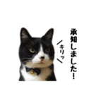 はちわれニャンコ大集合（個別スタンプ：3）