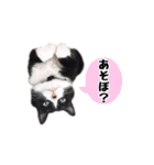 はちわれニャンコ大集合（個別スタンプ：4）