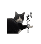 はちわれニャンコ大集合（個別スタンプ：10）