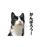 はちわれニャンコ大集合（個別スタンプ：11）