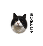 はちわれニャンコ大集合（個別スタンプ：13）