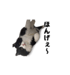 はちわれニャンコ大集合（個別スタンプ：14）