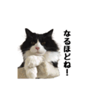 はちわれニャンコ大集合（個別スタンプ：15）