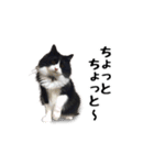 はちわれニャンコ大集合（個別スタンプ：16）