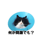 はちわれニャンコ大集合（個別スタンプ：18）