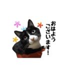 はちわれニャンコ大集合（個別スタンプ：23）