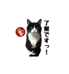 はちわれニャンコ大集合（個別スタンプ：24）
