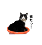 はちわれニャンコ大集合（個別スタンプ：27）