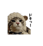 はちわれニャンコ大集合（個別スタンプ：30）