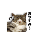 はちわれニャンコ大集合（個別スタンプ：31）