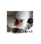 はちわれニャンコ大集合（個別スタンプ：32）