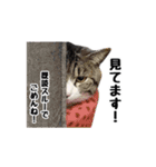 はちわれニャンコ大集合（個別スタンプ：34）