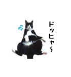 はちわれニャンコ大集合（個別スタンプ：37）