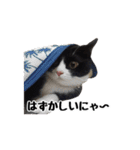はちわれニャンコ大集合（個別スタンプ：39）