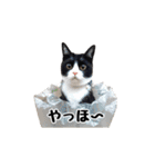 はちわれニャンコ大集合（個別スタンプ：40）