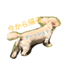 クゥルゥ1（個別スタンプ：1）