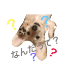 クゥルゥ1（個別スタンプ：2）