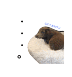 クゥルゥ1（個別スタンプ：7）