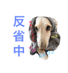 クゥルゥ1（個別スタンプ：13）