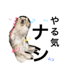 クゥルゥ1（個別スタンプ：14）