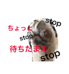 クゥルゥ1（個別スタンプ：16）
