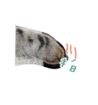the dog and cat（個別スタンプ：2）
