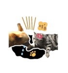 the dog and cat（個別スタンプ：3）