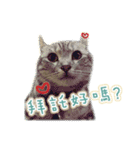 the dog and cat（個別スタンプ：4）