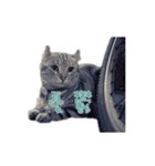 the dog and cat（個別スタンプ：5）