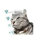 the dog and cat（個別スタンプ：6）