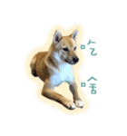 the dog and cat（個別スタンプ：9）