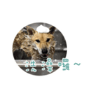 the dog and cat（個別スタンプ：10）