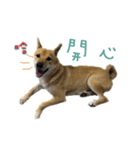 the dog and cat（個別スタンプ：11）