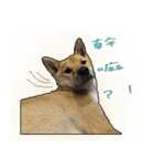 the dog and cat（個別スタンプ：12）