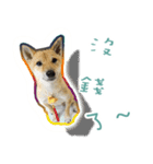 the dog and cat（個別スタンプ：13）