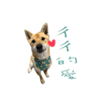 the dog and cat（個別スタンプ：14）