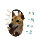 the dog and cat（個別スタンプ：15）