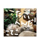こてこ専用名前スタンプ 2（個別スタンプ：12）