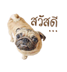 What The PUGs 2（個別スタンプ：1）