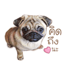 What The PUGs 2（個別スタンプ：2）