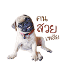 What The PUGs 2（個別スタンプ：3）