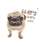 What The PUGs 2（個別スタンプ：4）