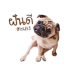 What The PUGs 2（個別スタンプ：5）