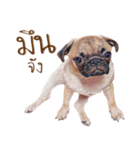 What The PUGs 2（個別スタンプ：6）