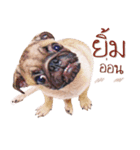 What The PUGs 2（個別スタンプ：7）