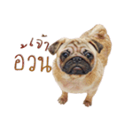 What The PUGs 2（個別スタンプ：9）