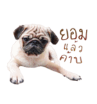 What The PUGs 2（個別スタンプ：10）