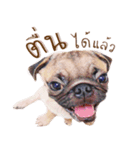 What The PUGs 2（個別スタンプ：11）