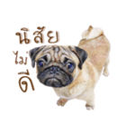 What The PUGs 2（個別スタンプ：12）