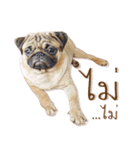 What The PUGs 2（個別スタンプ：13）